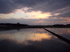 2017/06/10_水田の夕暮れ