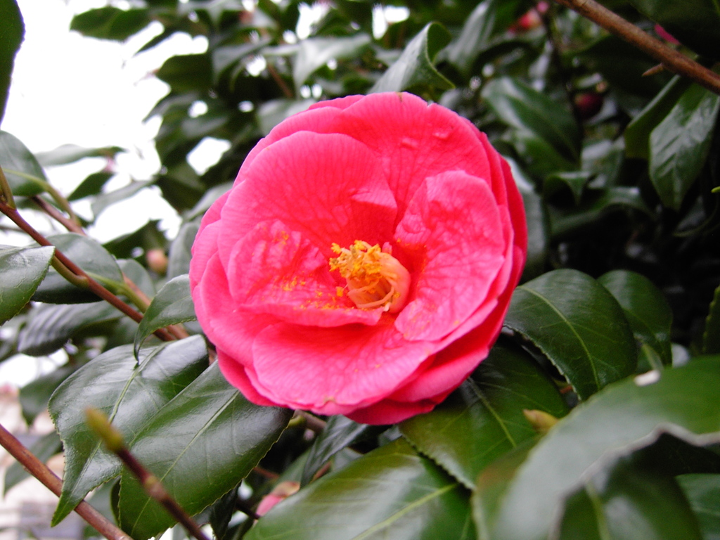 2017/04/01_上平公園の花