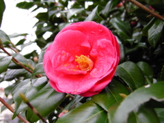 2017/04/01_上平公園の花