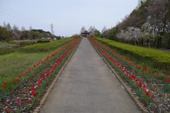 2016/04/09_花の丘農林公苑のチューリップ