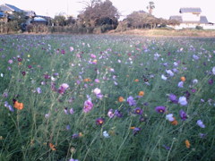 2015/10/25_夕暮れの蓮田駒崎コスモス畑