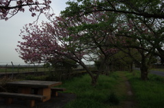 2016/04/16_見沼代用水の八重桜