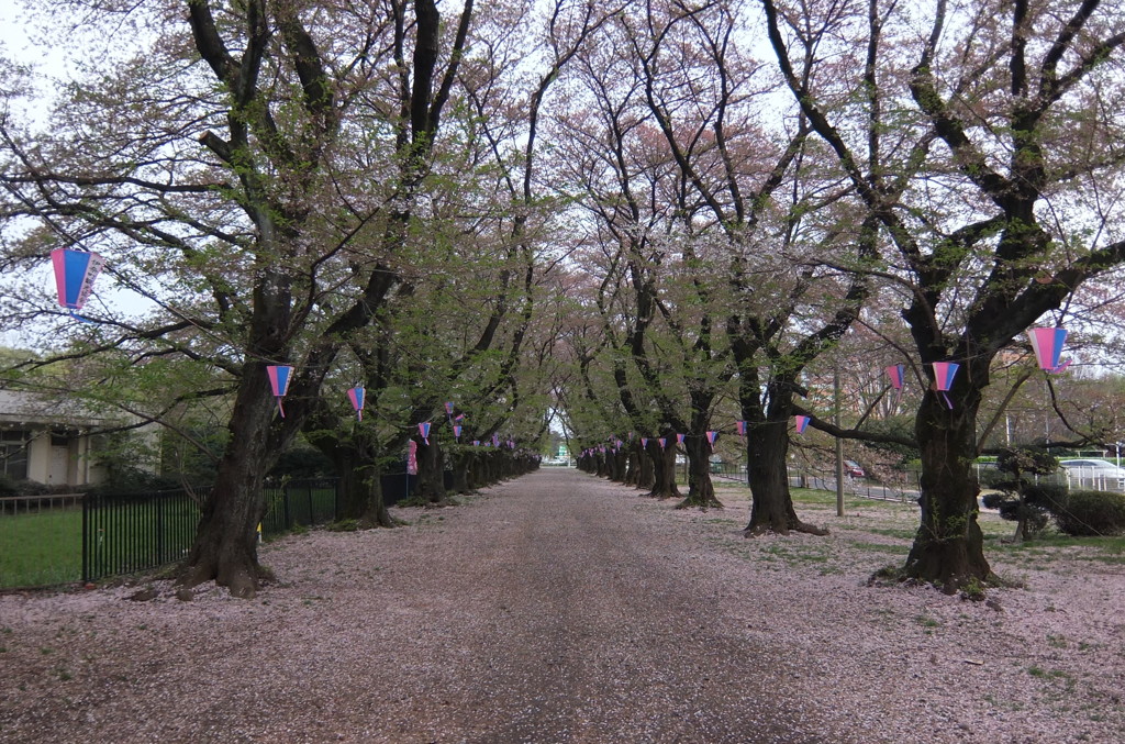 2015/04/12_無線山の葉桜