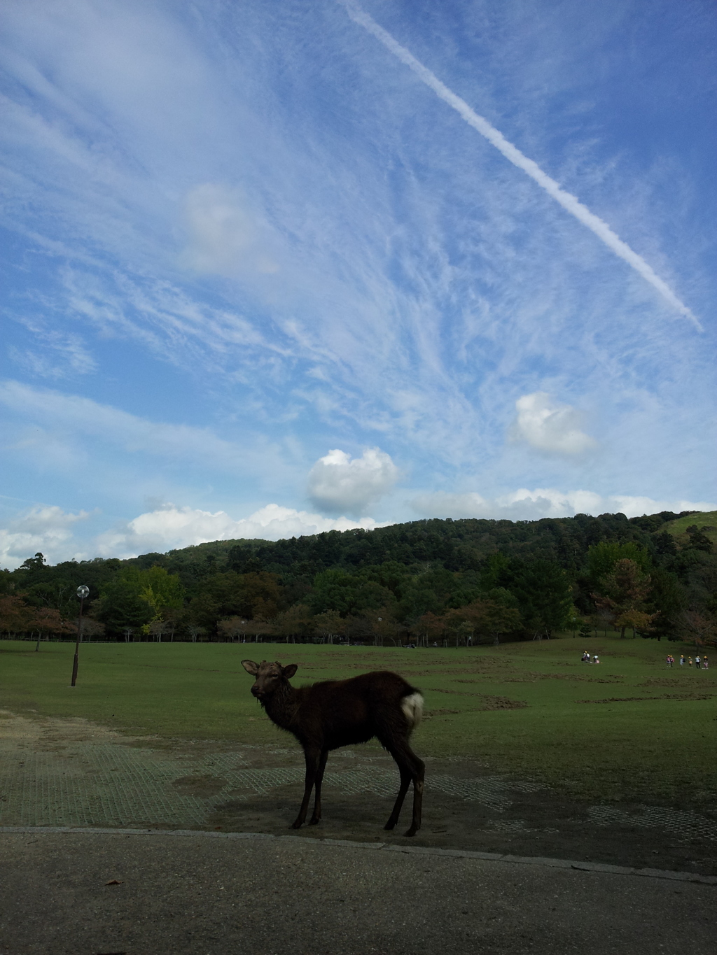 2016/10/18_奈良公園 春日野園地と若草山に飛行機雲