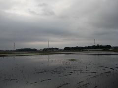 2017/05/27_水田の曇天