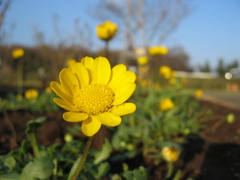 2016/03/19_花の丘農林公苑のムルチコーレ