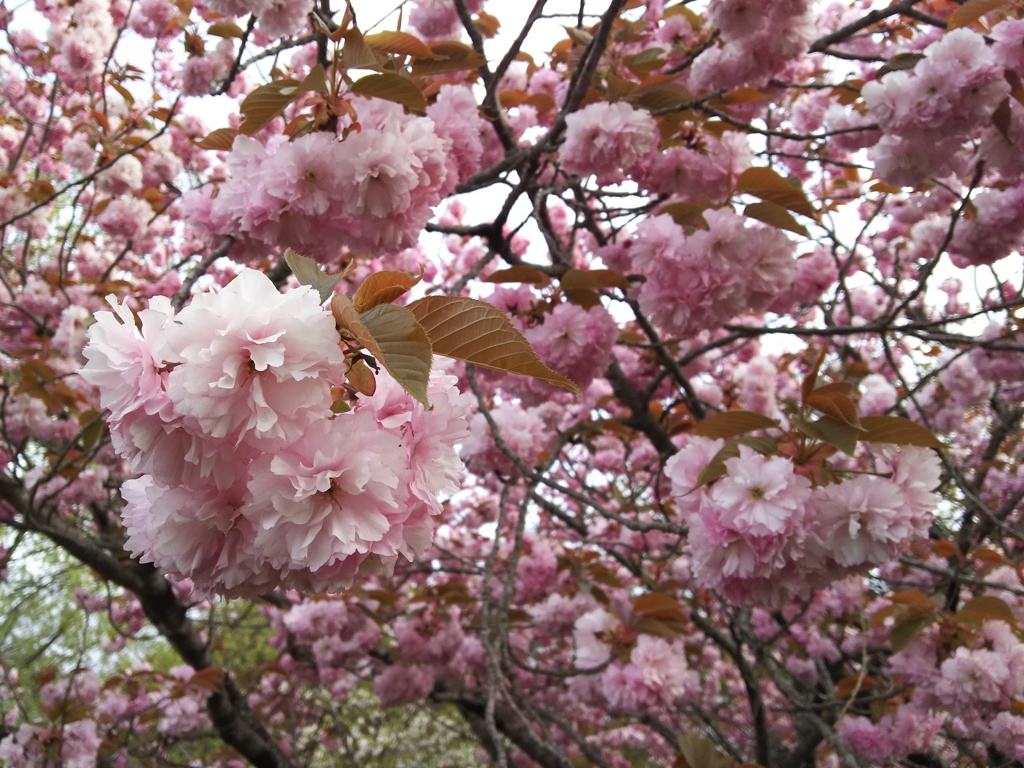 2018/04/16_美の山公園の花