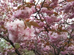 2018/04/16_美の山公園の花