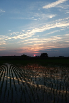 2015/05/24_水田の夕暮れ