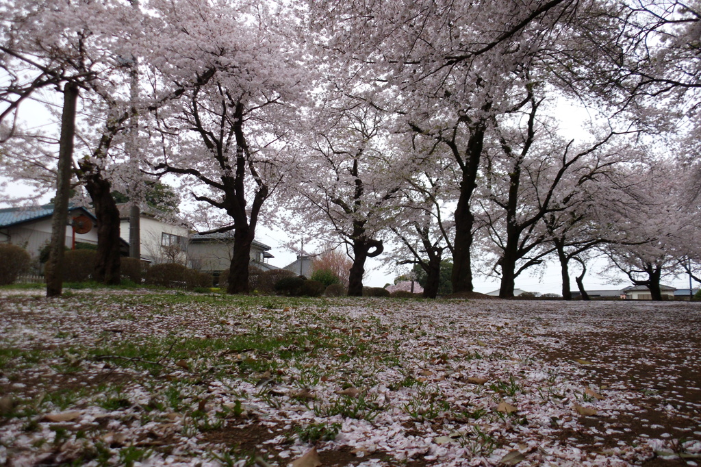 2015/04/04_氷川児童公園の桜