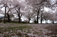 2015/04/04_氷川児童公園の桜