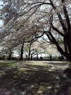 2019/04/06_氷川児童公園の桜