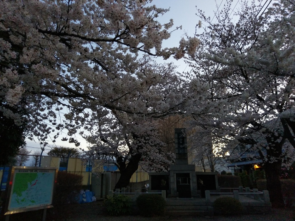 2019/03/31_英霊の塔の夕暮れ桜
