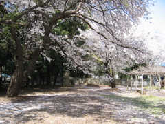 2019/04/06_氷川児童公園の桜