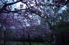2015/04/12_伊奈町制施行記念公園の八重桜