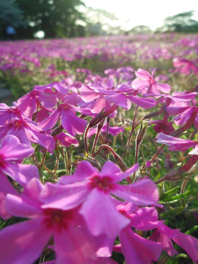 2017/04/30_花の丘農林公苑の夕暮れ芝桜