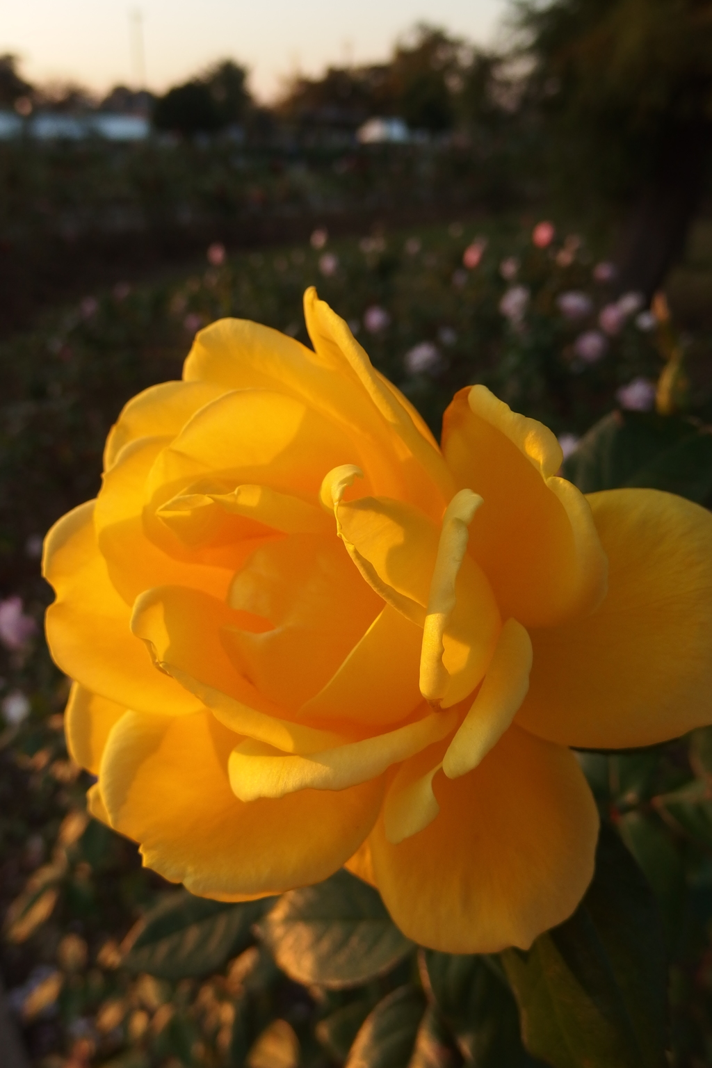 2015/10/18_伊奈バラ園の薔薇