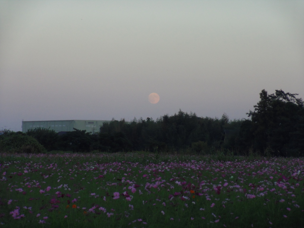 2016/10/15_蓮田駒崎コスモス畑に月