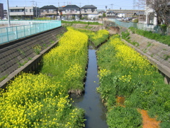 2019/04/06_芝川の菜の花