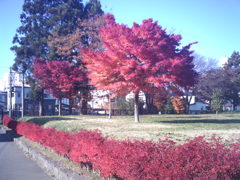 2016/11/14_土淵川吉野町緑地の紅葉