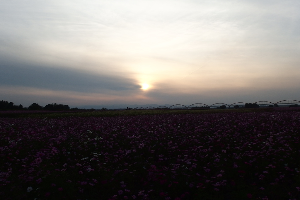 2015/11/01_夕暮れの吹上コスモス畑