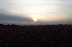 2015/11/01_夕暮れの吹上コスモス畑