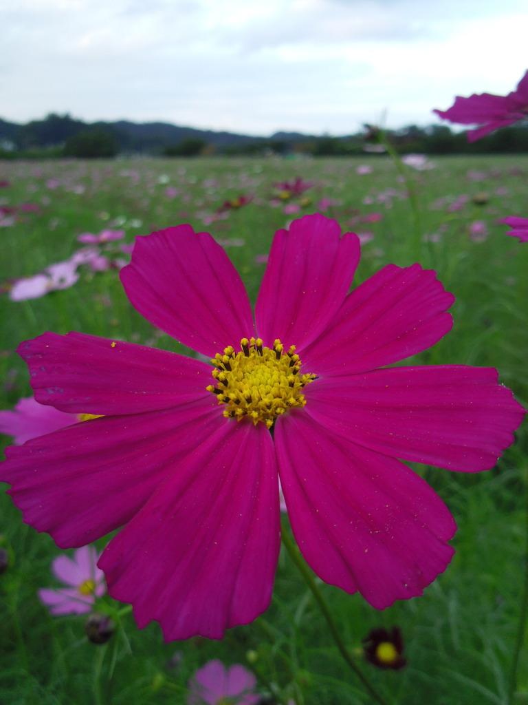 2016/09/10_巾着田のコスモス