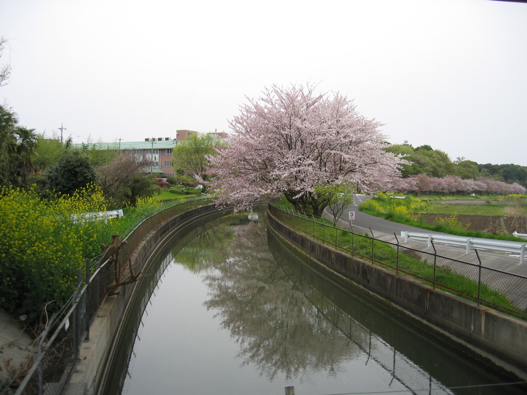 2016/04/10_見沼代用水の桜と菜の花
