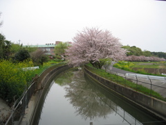 2016/04/10_見沼代用水の桜と菜の花