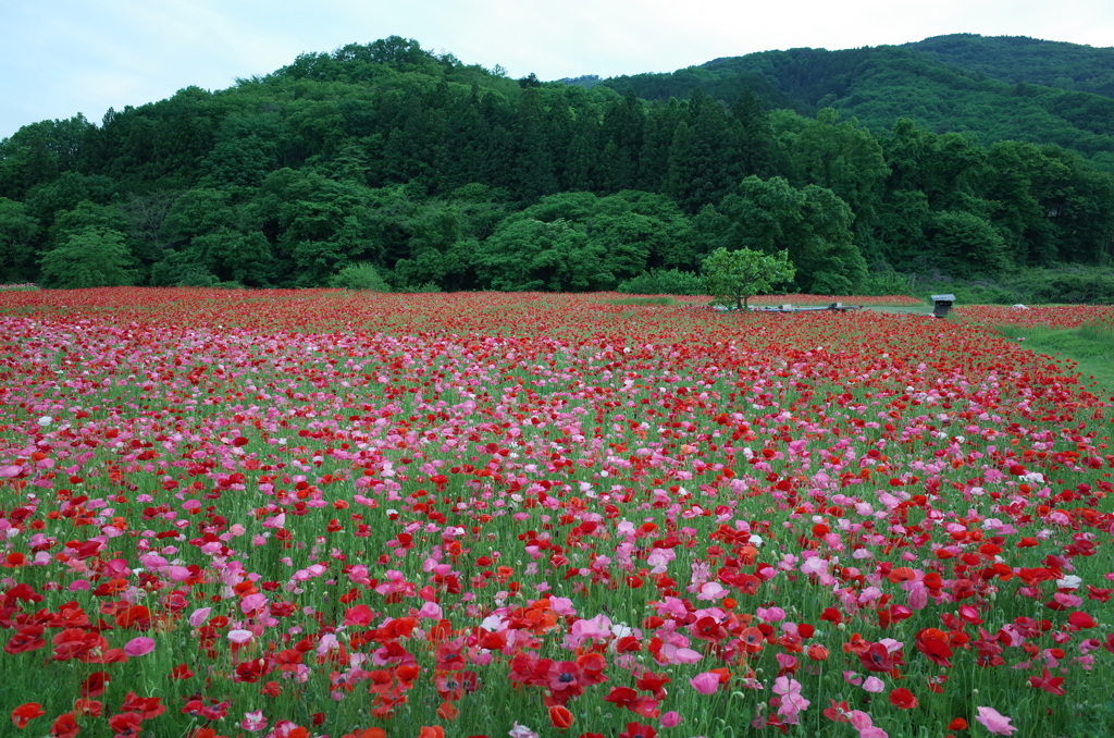 2015/05/23_ポピー畑