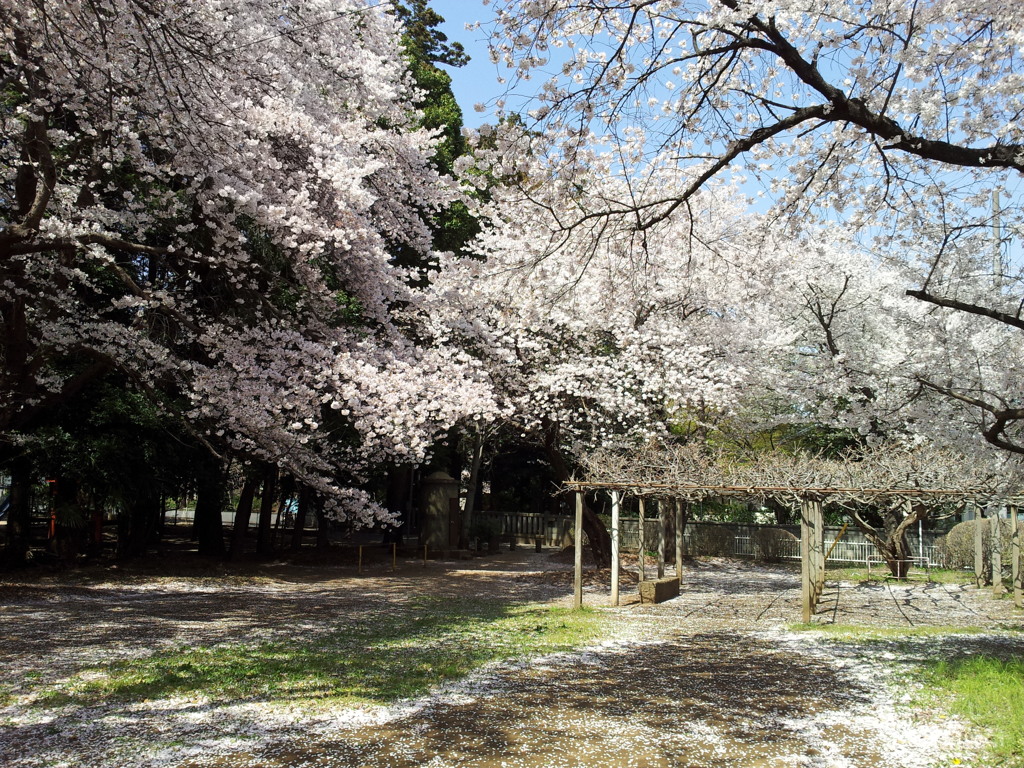 2019/04/06_氷川児童公園の桜