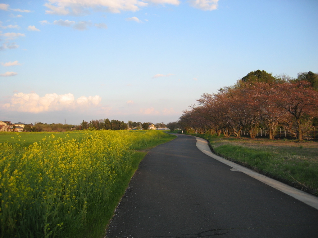 2017/04/15_菜の花と桜の道