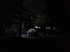 2017/07/02_夜の公園の紫陽花