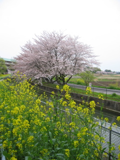 2016/04/10_見沼代用水の桜と菜の花