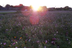 2015/10/25_夕暮れの蓮田駒崎コスモス畑