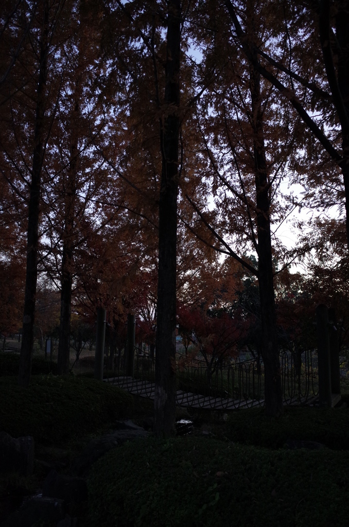 2014/11/22_見沼元圦公園