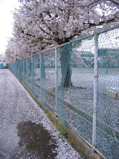 2017/04/09_曇天の桜と水溜まり