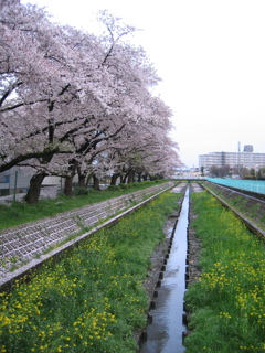 2017/04/09_芝川の桜と菜の花