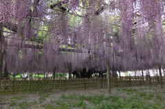 2015/05/03_玉敷公園の藤