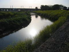 2017/04/16_元荒川の菜の花