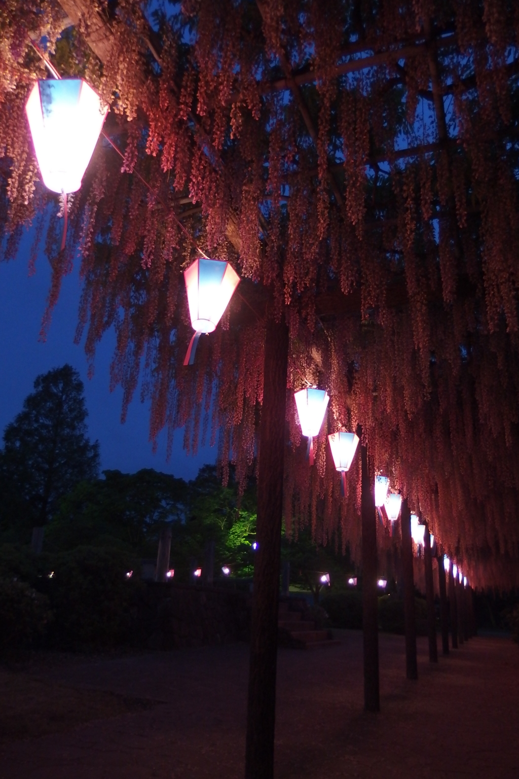 2016/05/07_玉敷公園の夜藤