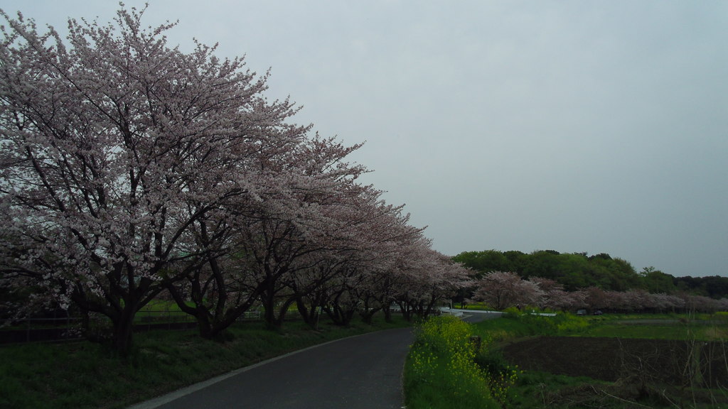 2016/04/10_見沼代用水の桜と菜の花