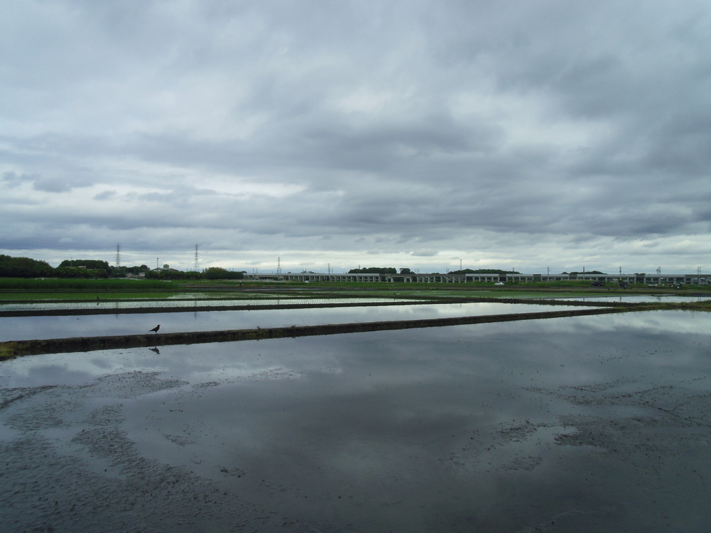 2017/05/14_水田の曇天