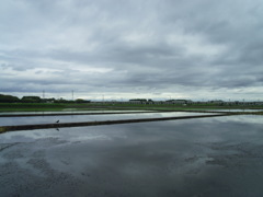 2017/05/14_水田の曇天