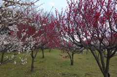 2016/02/28_花の丘農林公苑の紅白梅