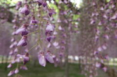 2015/05/03_玉敷公園の藤