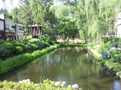 2018/07/14_盛岡城跡公園（岩手公園）鶴ケ池
