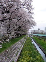 2017/04/09_芝川の桜と菜の花