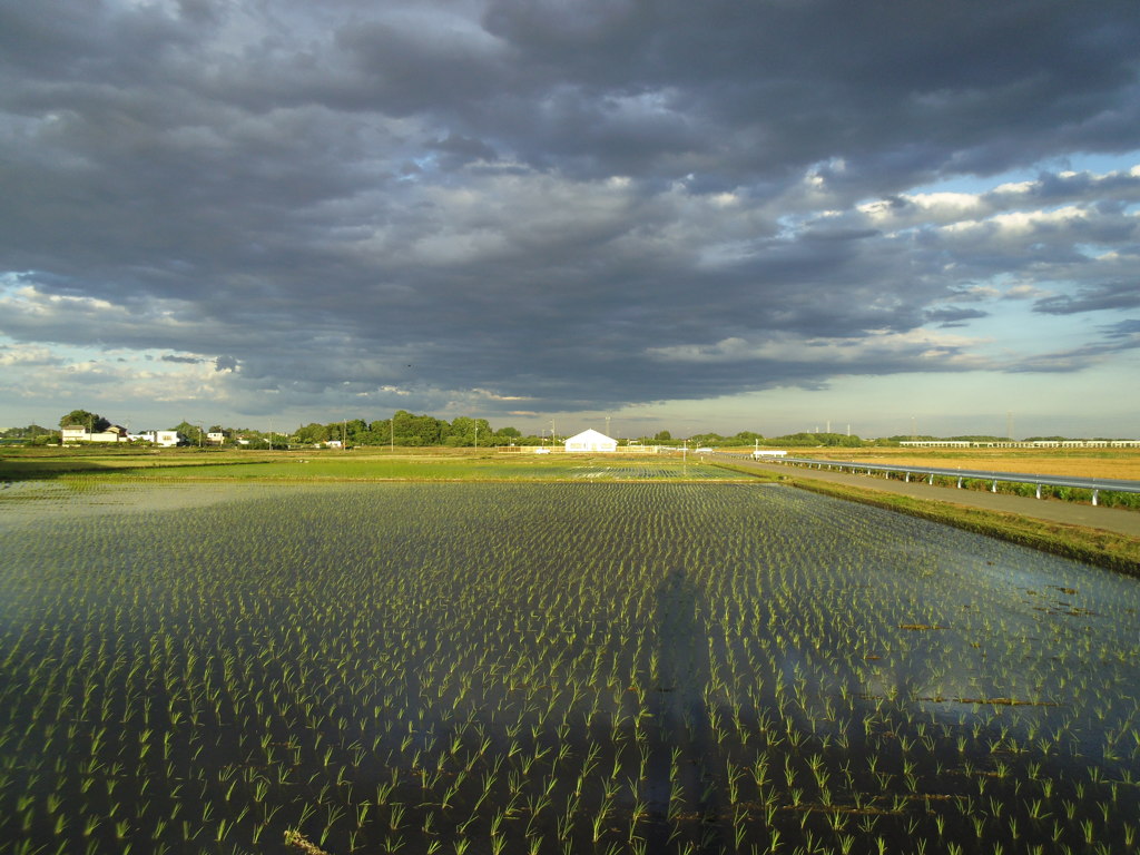 2017/06/04_水田に雲