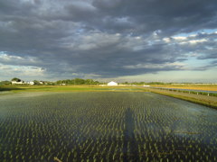 2017/06/04_水田に雲